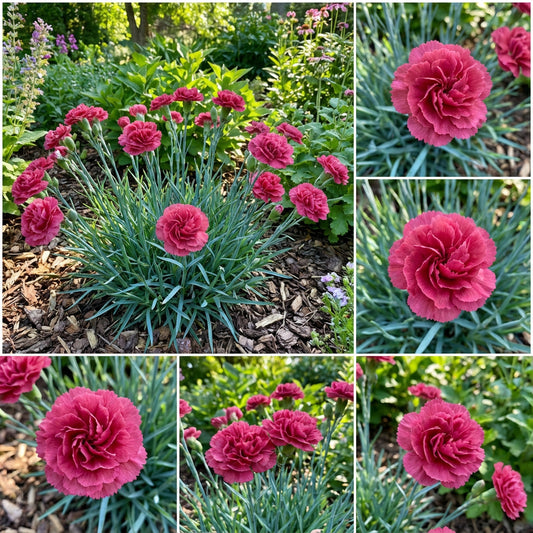 Carnation Grenadin Rose Dianthus Caryophyllus – Fragrant Garden Flower Seeds