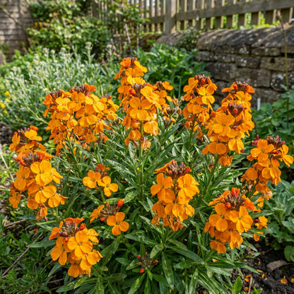 Wallflower Siberian Cheiranthus Allionii – Hardy Perennial Garden Flower Seeds