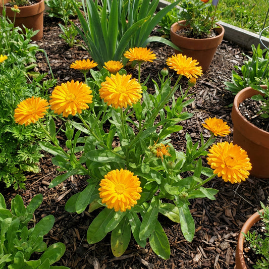 Calendula Golden Emperor Calendula Officinalis – Heirloom Garden Flower Seeds