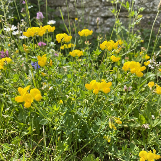 Bird's Foot Trefoil Lotus Corniculatus – Hardy Perennial Garden Seeds