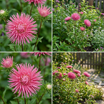 Aster Needle Unicum Rose Callistephus Chinensis – Dwarf Garden Flower Seeds