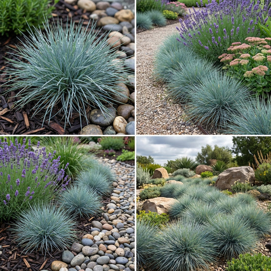 Blue Fescue Festuca Glauca – Ornamental Grass Garden Seeds