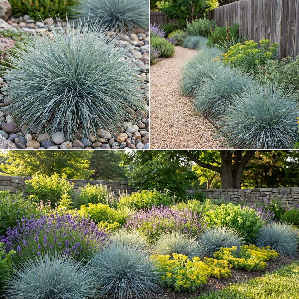 Blue Fescue Festuca Glauca – Ornamental Grass Garden Seeds