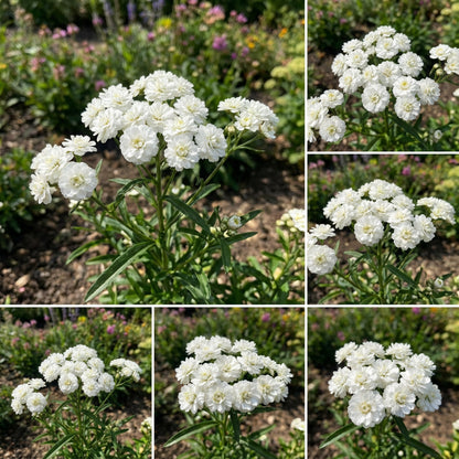 Yarrow Pearl Achillea Ptarmica – Perennial Flower Garden Seeds