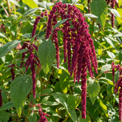 Amaranthus Love Lies Bleeding Red – Striking Garden Flower Seeds