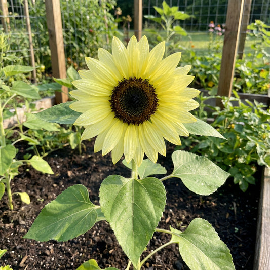 Sunflower Lemon Queen Helianthus Annuus – Tall, Bright Garden Seeds