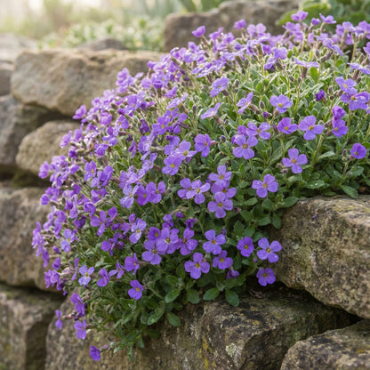 Aubrieta Rock Cress Whitewell Gem Aubrieta Hybrida – Groundcover Flower Seeds