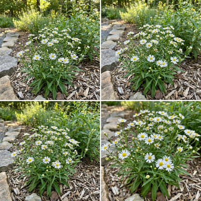 Aster Upland White Aster Ptarmicoides – Dwarf Garden Flower Seeds