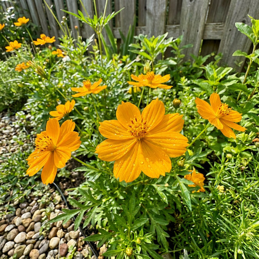 Cosmos Sulphur Ladybird Gold Dwarf – Bright Garden Flower Seeds