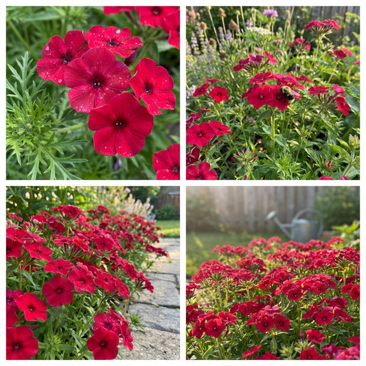 Phlox Red Phlox Drummondii – Vibrant Garden Flower Seeds