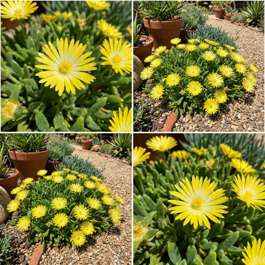 Ice Plant Gelato Yellow Dorotheanthus Bellidiformis – Succulent Flower Seeds