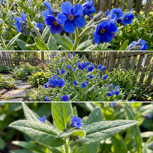 Forget Me Not Chinese Blue Cynoglossum Amabile – Heirloom Flower Seeds