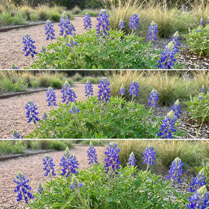 Texas Wild Lupine – Colorful Wildflower Garden Seeds