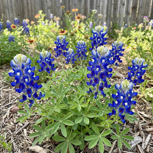 Texas Bluebonnet – Hardy Wildflower Garden Seeds