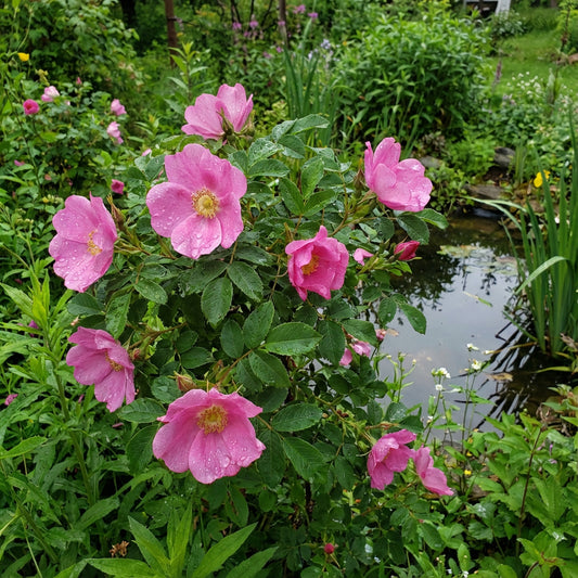 Swamp Rose – Hardy Wildflower Garden Seeds