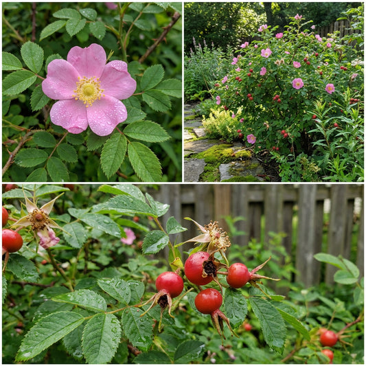 Swamp Rose – Hardy Wildflower Garden Seeds