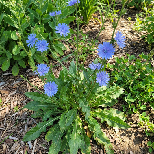 Chicory – Hardy Wildflower Garden Seeds