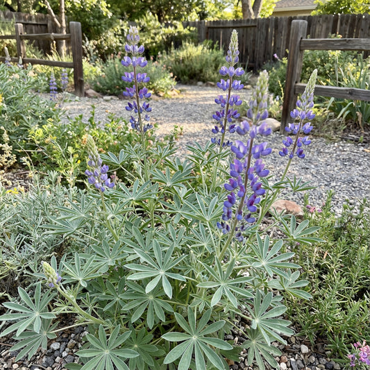 Arroyo Lupine – Hardy Wildflower Garden Seeds