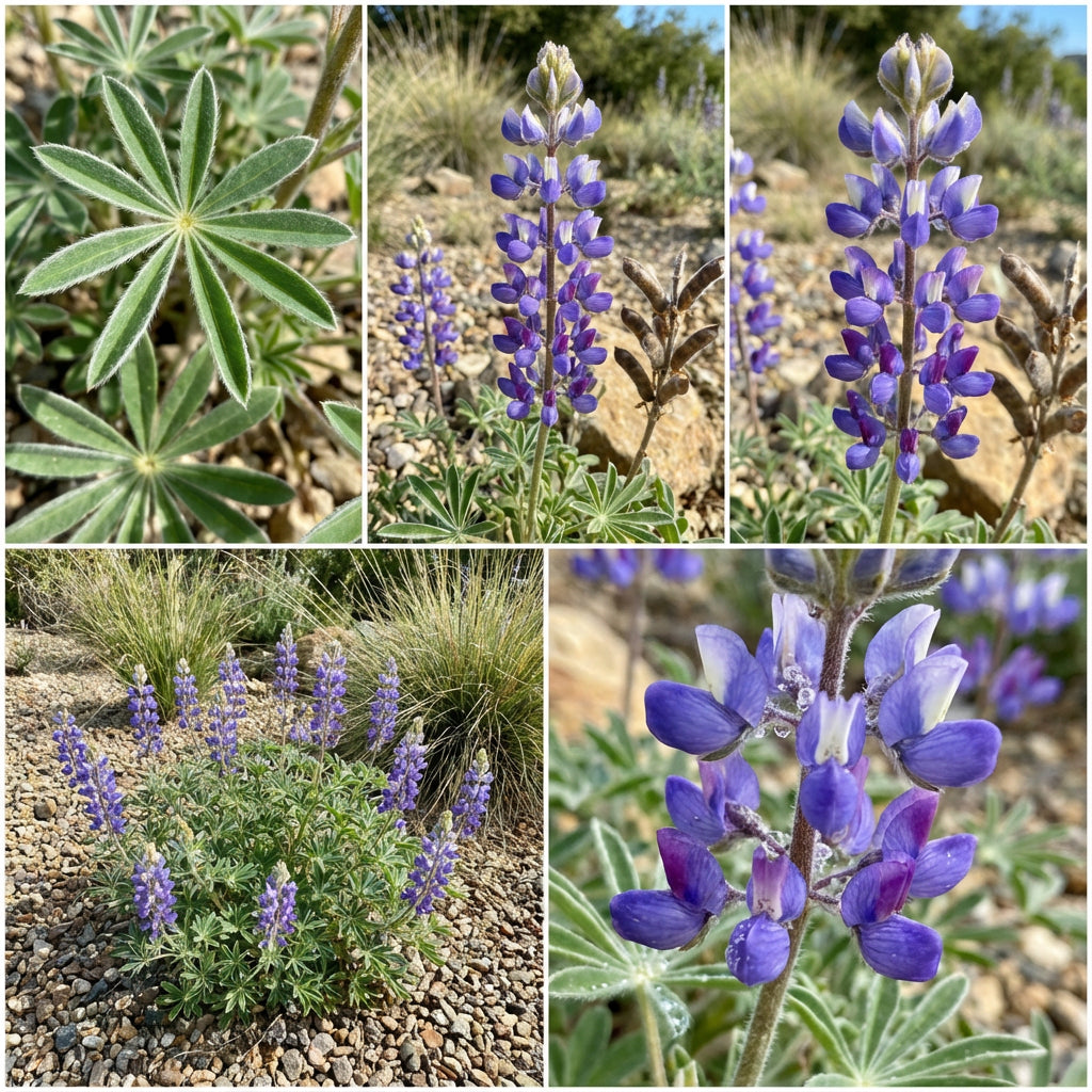 Arroyo Lupine – Hardy Wildflower Garden Seeds