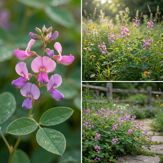 Illinois Tick Trefoil – Hardy Wildflower Garden Seeds