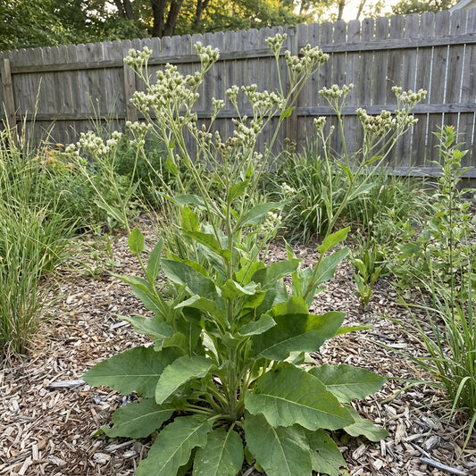 Prairie Indian Plantain – Hardy Wildflower Garden Seeds