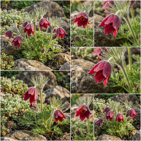 Pasque Flower Red Pulsatilla Vulgaris Rubra – Hardy Perennial Garden Seeds