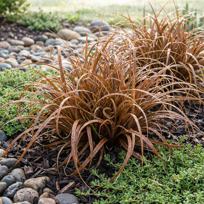 Sedge Leatherleaf Red Rooster Carex Buchananii – Ornamental Grass Seeds