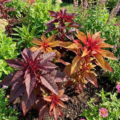 Amaranthus Early Splendor Amaranthus Tricolor – Striking Garden Flower Seeds