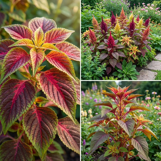 Amaranthus Early Splendor Amaranthus Tricolor – Striking Garden Flower Seeds