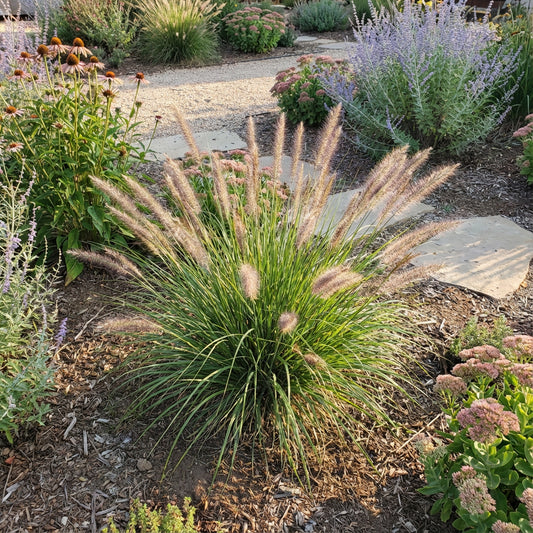 Fountain Grass Pennisetum Alopecuroides – Ornamental Grass Garden Seeds