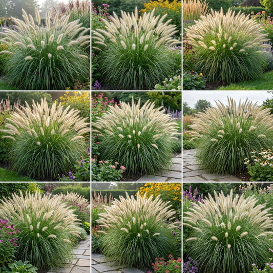 Fountain Grass Pennisetum Alopecuroides – Ornamental Grass Garden Seeds