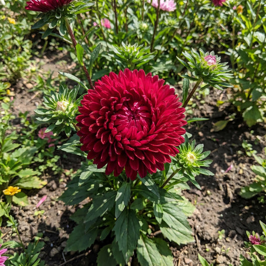 Aster Gremlin Dark Rose Double Callistephus Chinensis – Compact Flower Seeds