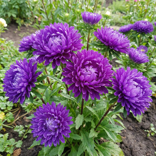 Aster Gremlin Violet Double Callistephus Chinensis – Ornamental Garden Flower Seeds