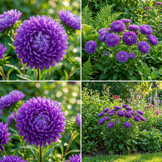 Aster Gremlin Violet Double Callistephus Chinensis – Ornamental Garden Flower Seeds