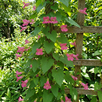 Asarina Climbing Snapdragon Rose Asarina Scandens – Vine Flower Seeds