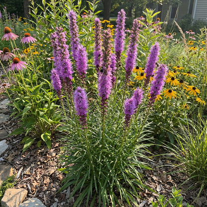 Blazing Star Gayfeather Liatris Spicata – Hardy Perennial Wildflower Seeds