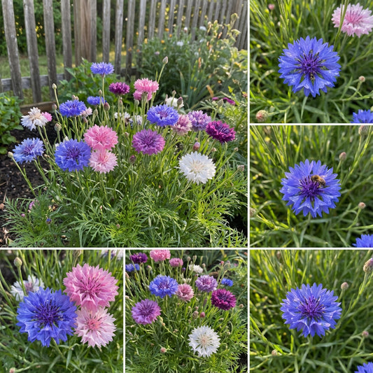 Cornflower Bachelor’s Button Dwarf Mixed Centaurea Cyanus – Colorful Flower Seeds