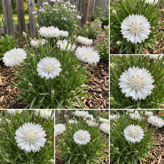 Cornflower Bachelor’s Button White Dwarf Centaurea Cyanus – Compact Flower Seeds