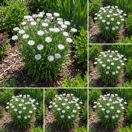Cornflower Bachelor’s Button White Dwarf Centaurea Cyanus – Compact Flower Seeds