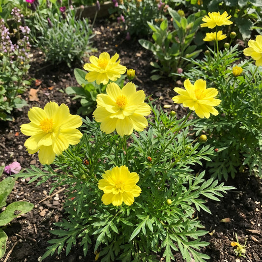 Cosmos Sulphur Ladybird Yellow Dwarf Cosmos Sulphureus – Bright Annual Seeds