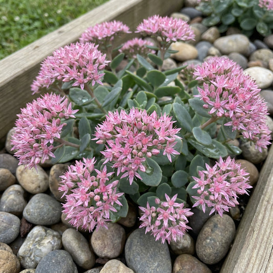 Sedum Oktoberfest Stonecrop Sedum Acre – Hardy Succulent Flower Seeds