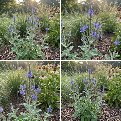 Vervain Hoary Verbena Stricta – Perennial Garden Flower Seeds
