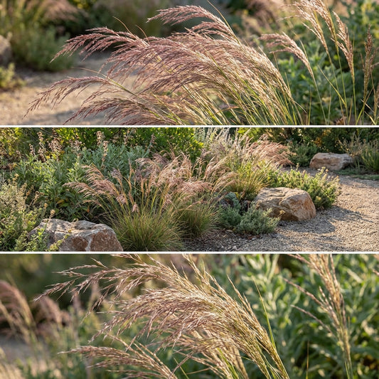 Love Grass Sand Eragrostis Trichodes – Ornamental Grass Seeds