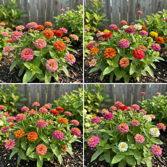 Zinnia Thumbelina Dwarf Mixed Colors Zinnia Elegans – Compact Garden Flower Seeds