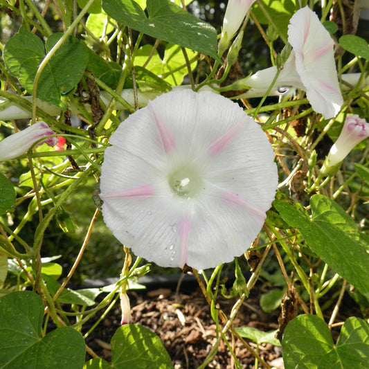 Shiva Ipomoea Purpurea – Garden Flower Seeds