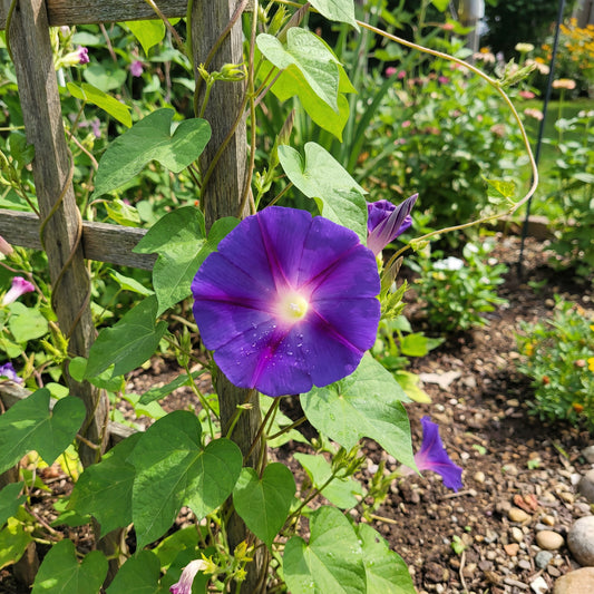 Blue Blast Japanese – Garden Flower Seeds