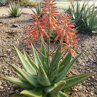 Aloe Wickensii Aloe Cryptopoda – Hardy Succulent Garden Seeds