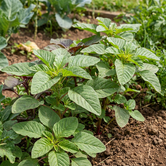 Mexican Quintonil Quelite – Edible Herb Garden Seeds