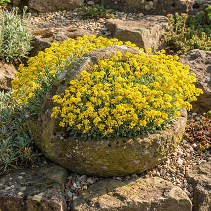Basket of Gold – Colorful Wildflower Garden Seeds