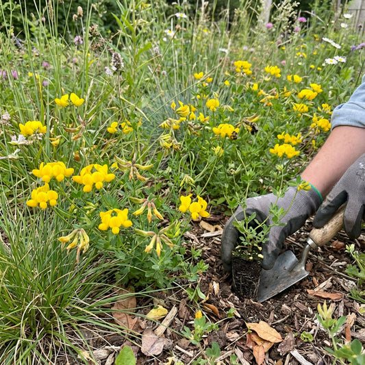 Birds Foot Trefoil – Hardy Wildflower Garden Seeds